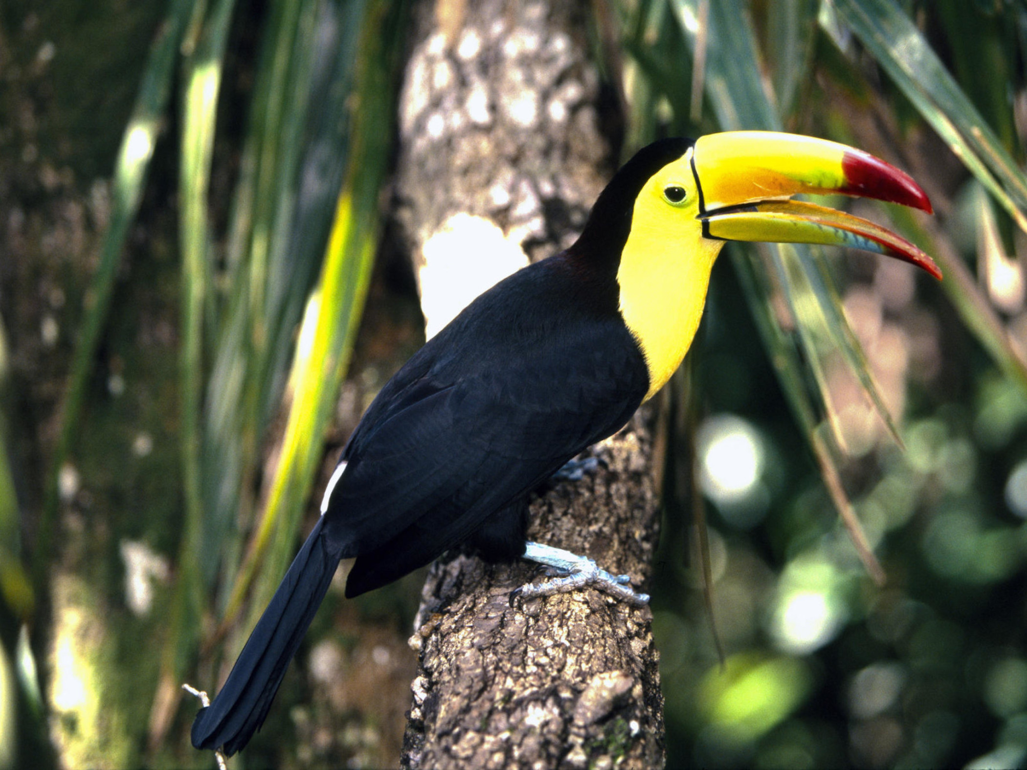 wild republic toucan