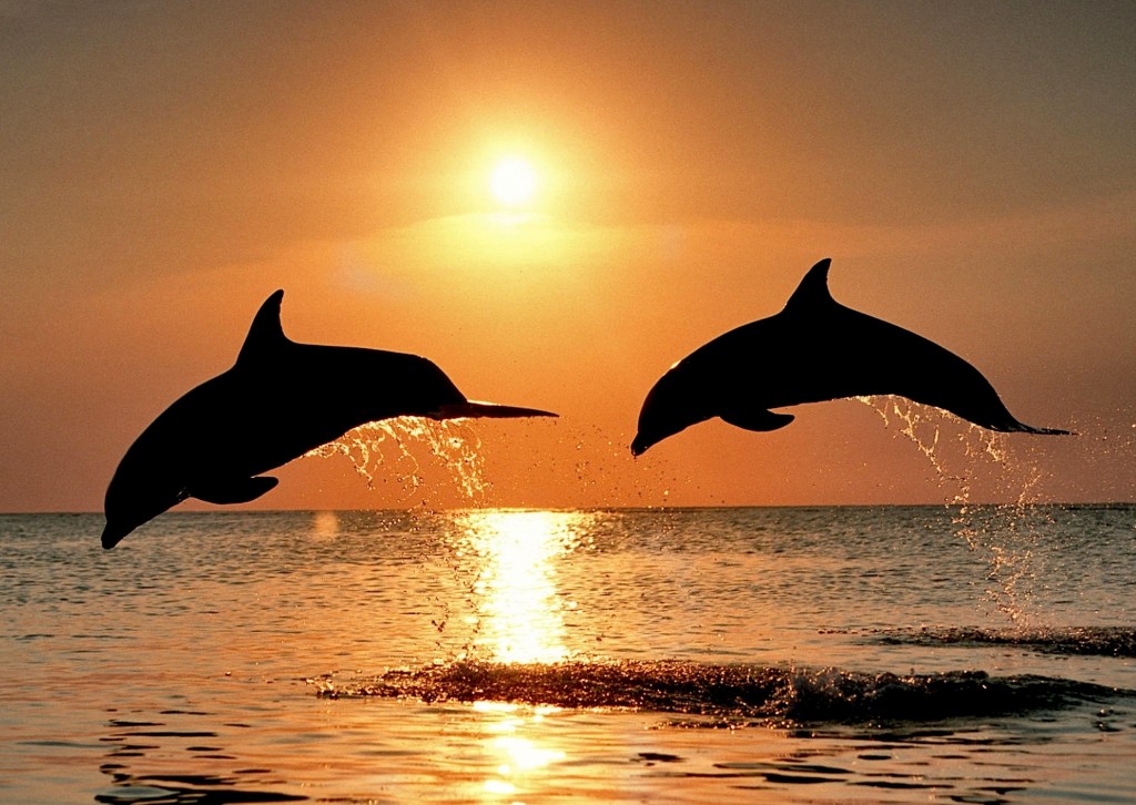 Bottlenose Dolphins Sunset Wallpaper | Free HD Downloads