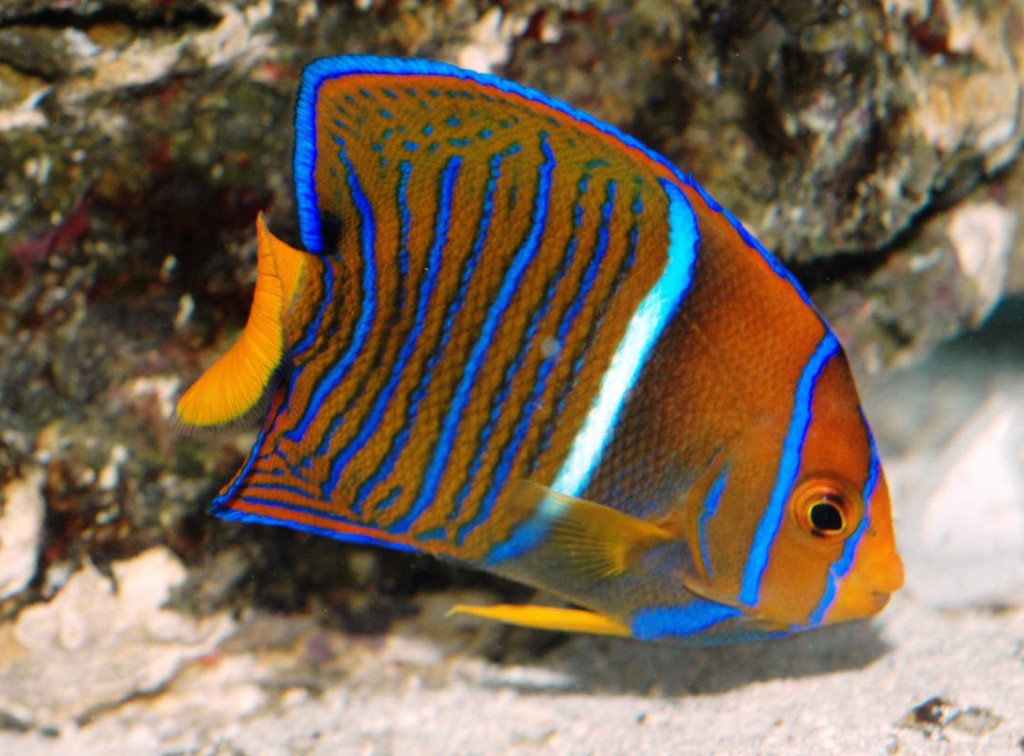 Juvenile King Angelfish Wallpaper - Free Fish Downloads