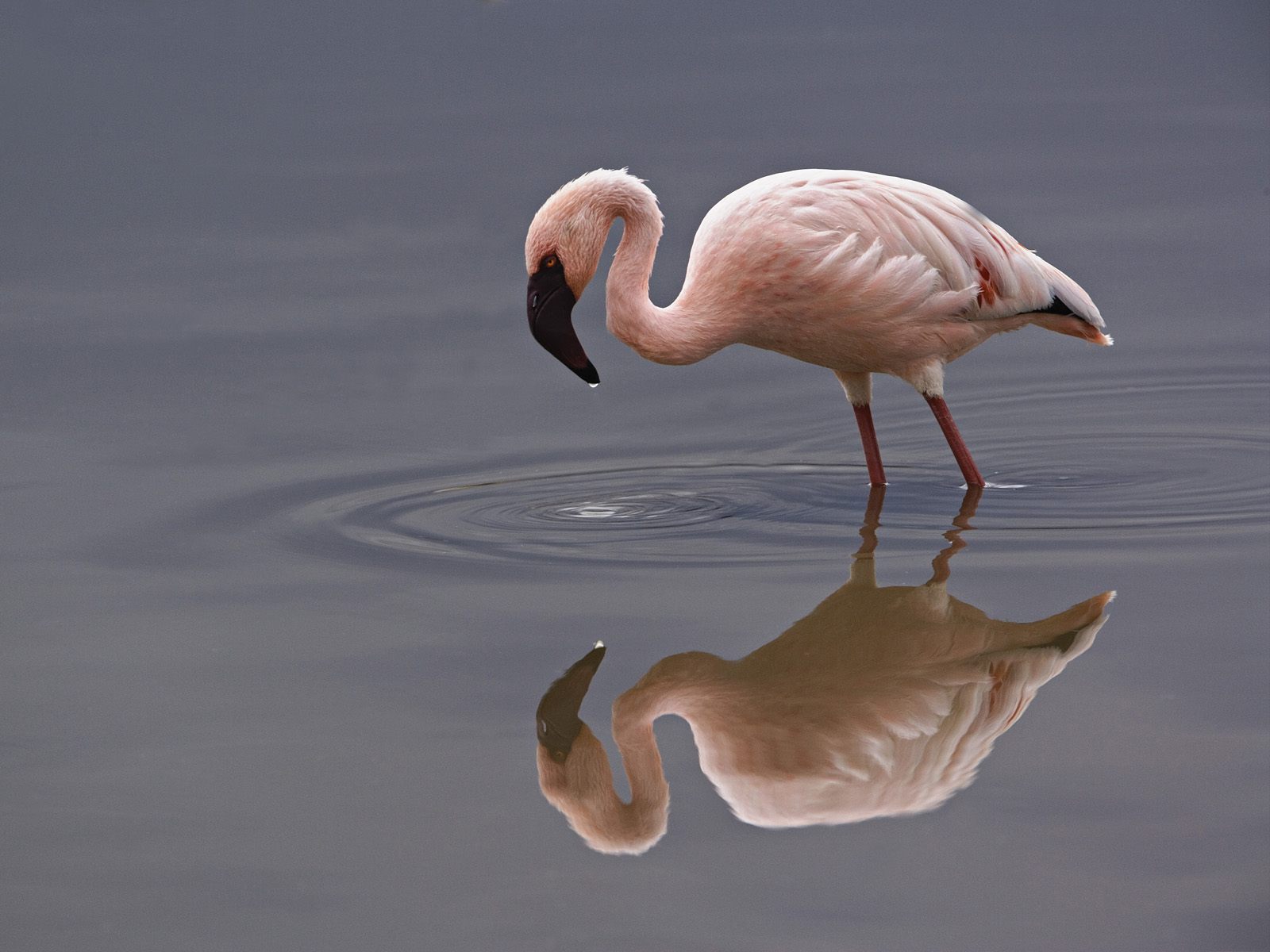 Lesser Flamingo, Lake Nakuru National Park, Kenya | WallpaperGeeks.com