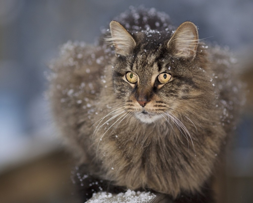 Long Haired Cat Enjoying Snowflakes Wallpaper | Free HD