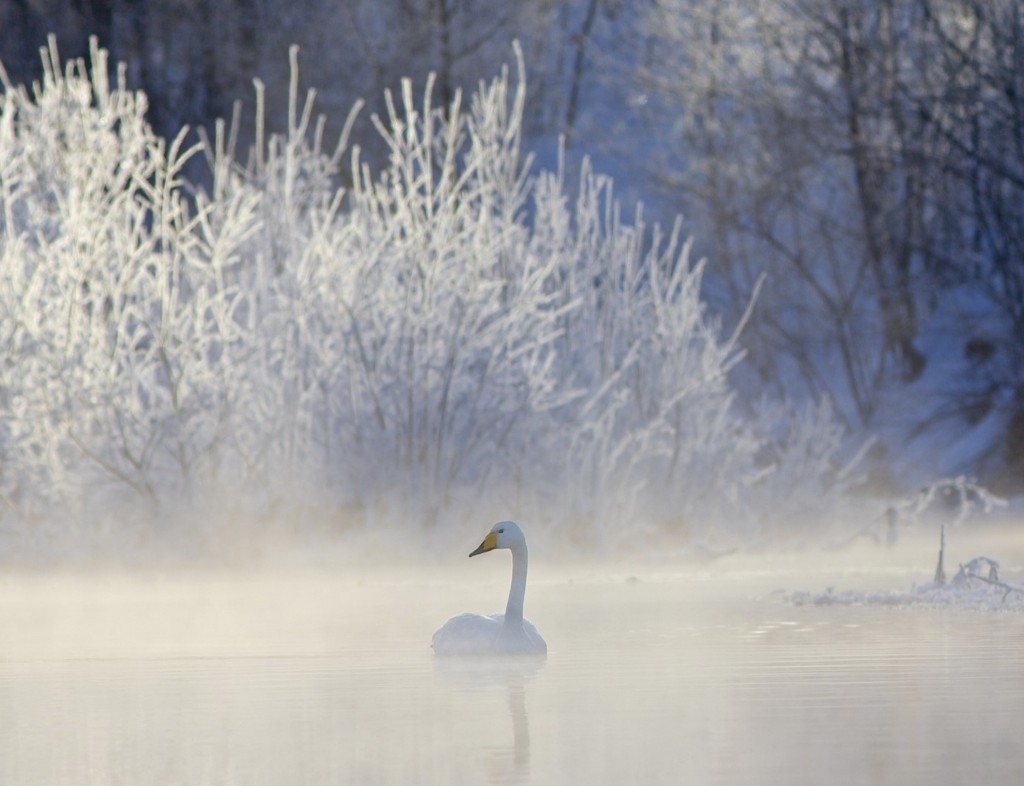 Winter Whooper Swan HD Wallpaper | Free Downloads