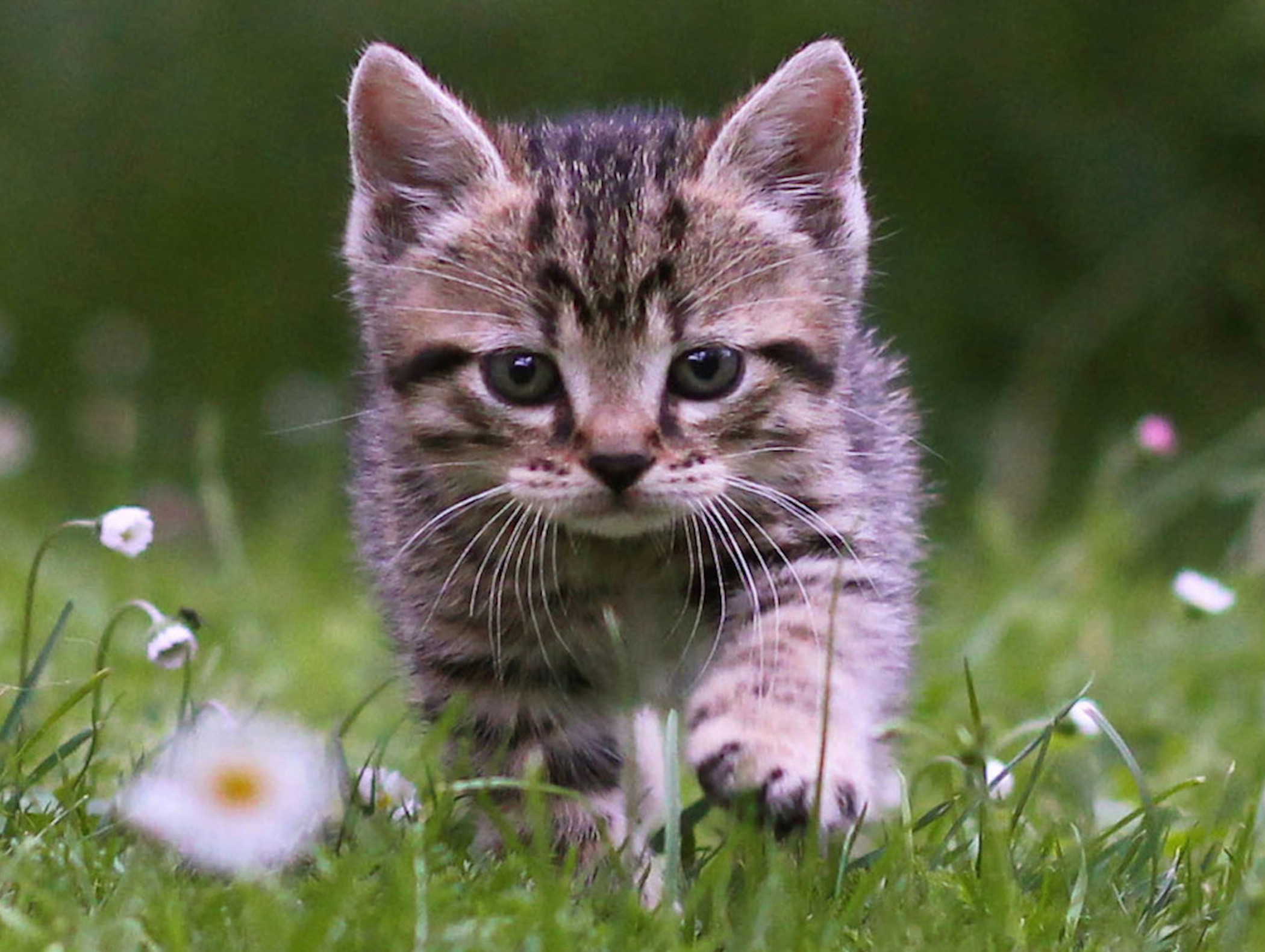 Cute Tabby Kitten Wallpaper | Free Kitten Downloads