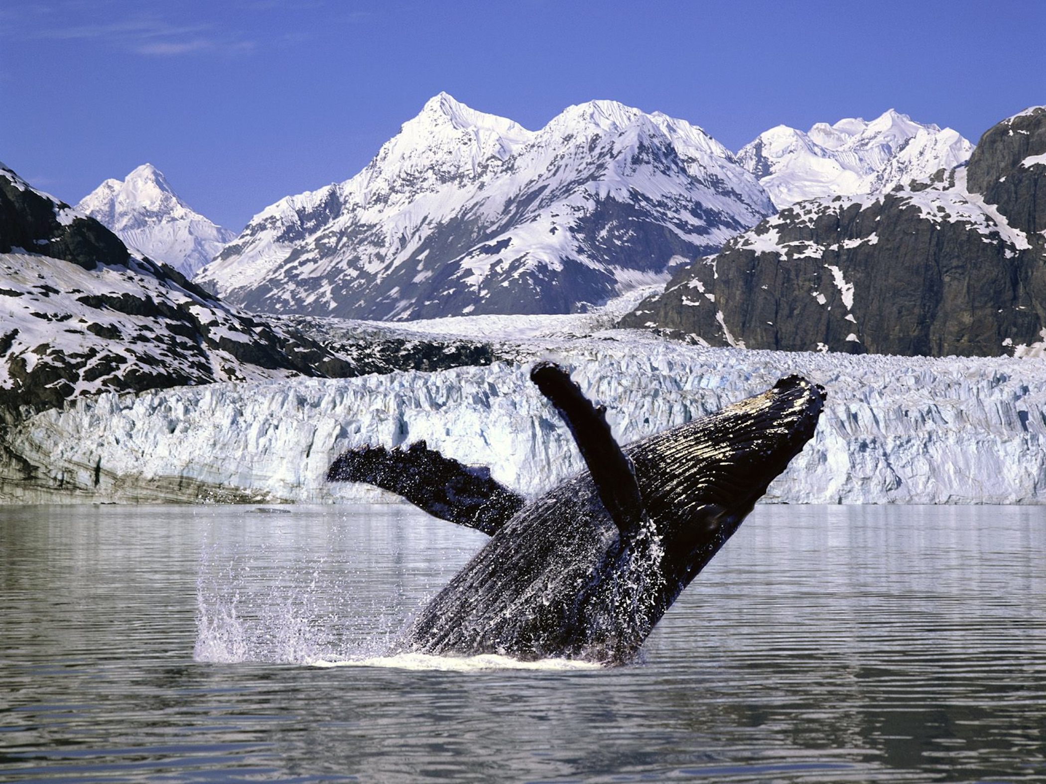 Humpback Whales In Alaska Wallpaper Preview 10wallpapercom