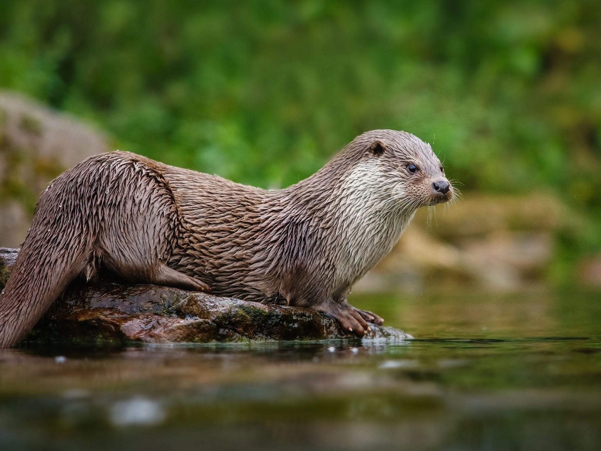 North American River Otter Wallpaper | Free HD Downloads