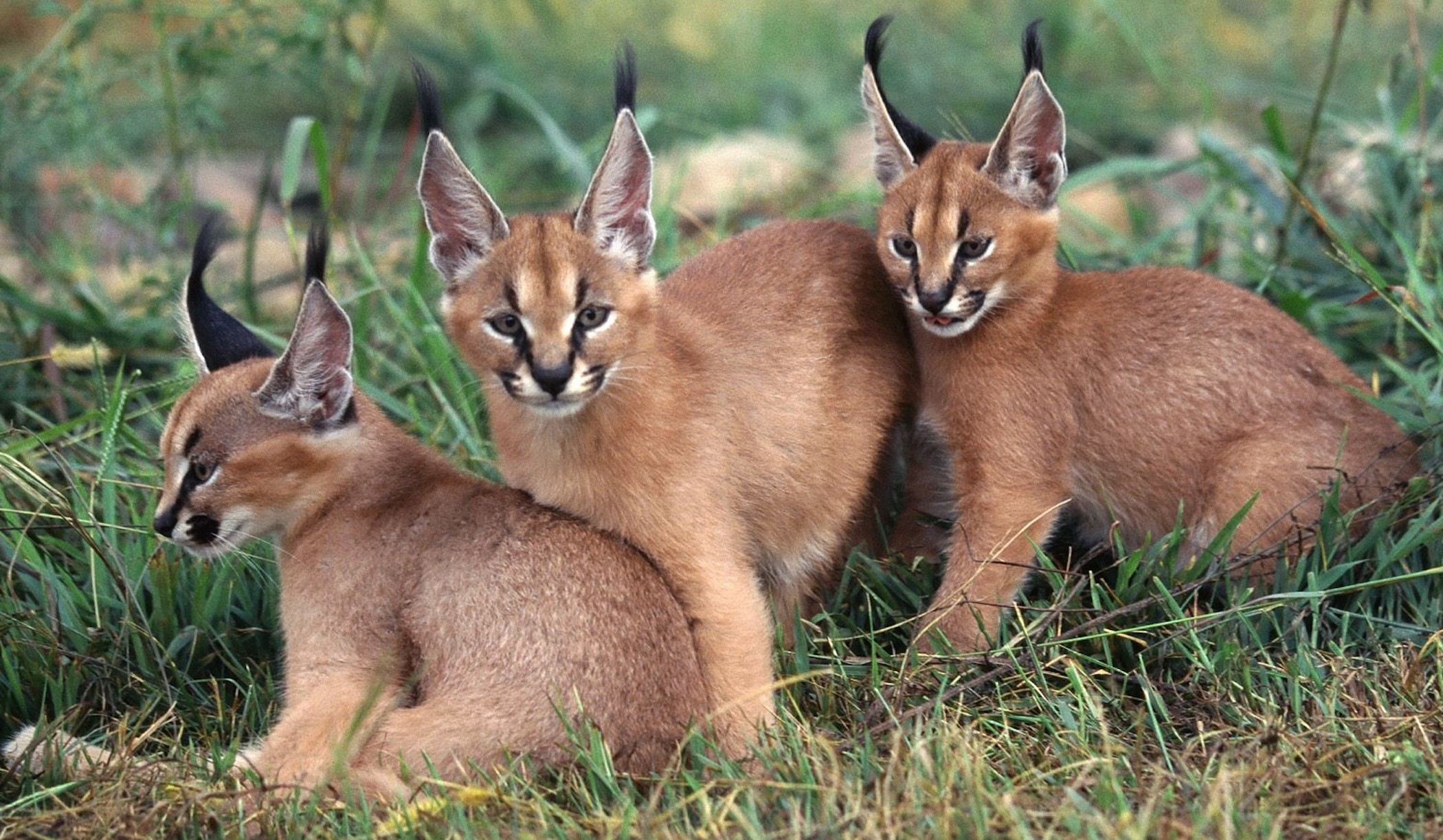 Caracals Wallpaper-Free HD Big Cat Downloads