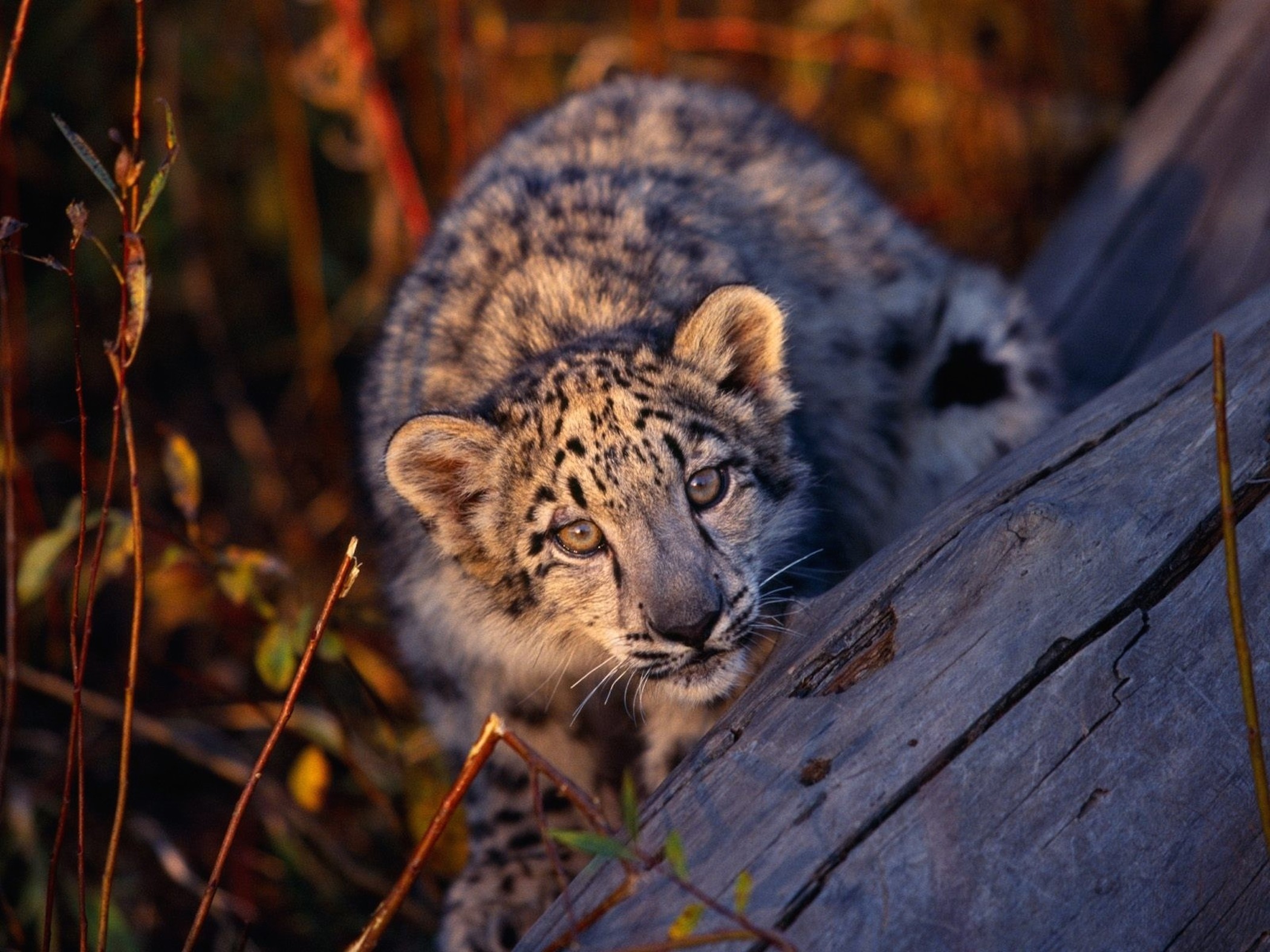Cute Baby Leopard Cub Wallpaper - Free HD Downloads
