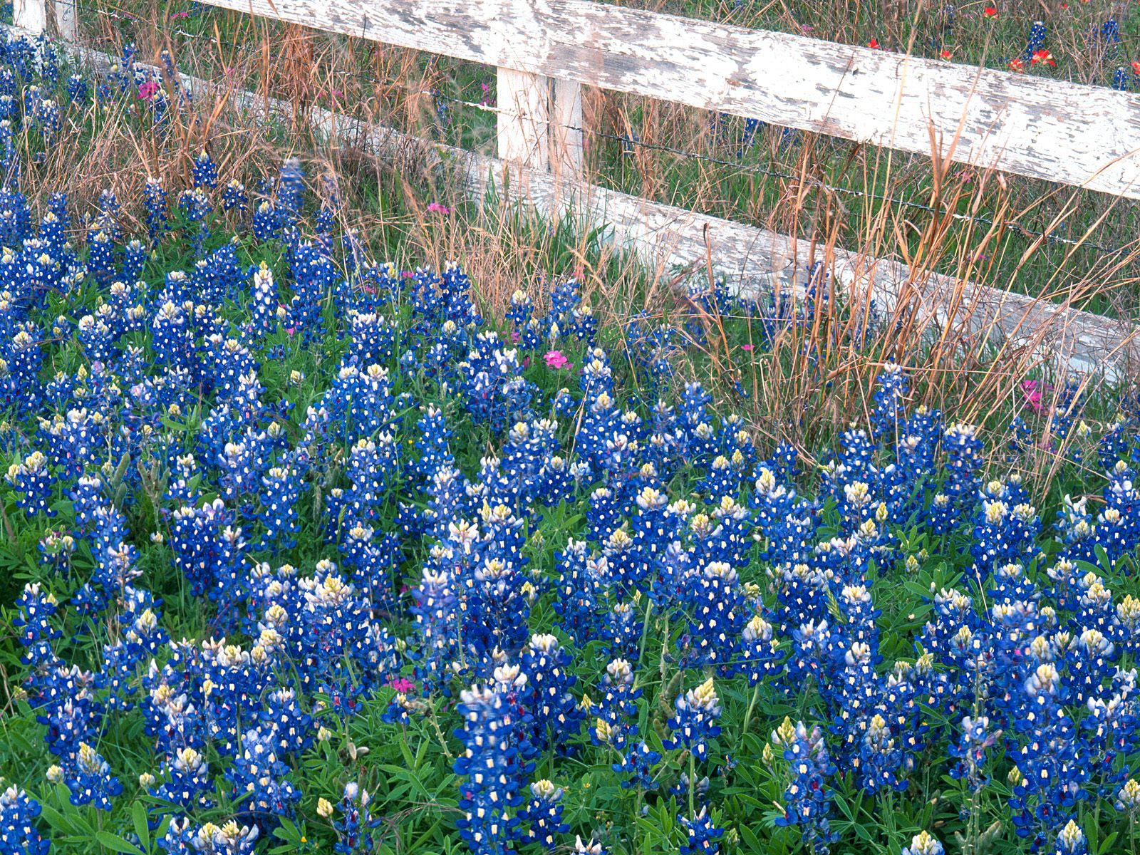 Blue Bonnets Texas Hill Country Marble Falls Texas