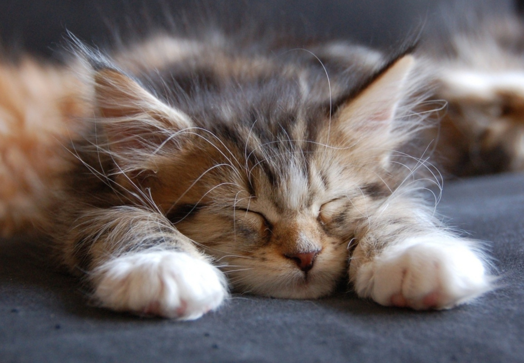 sleep: 21+ Cute Sleepy Kitty PNG