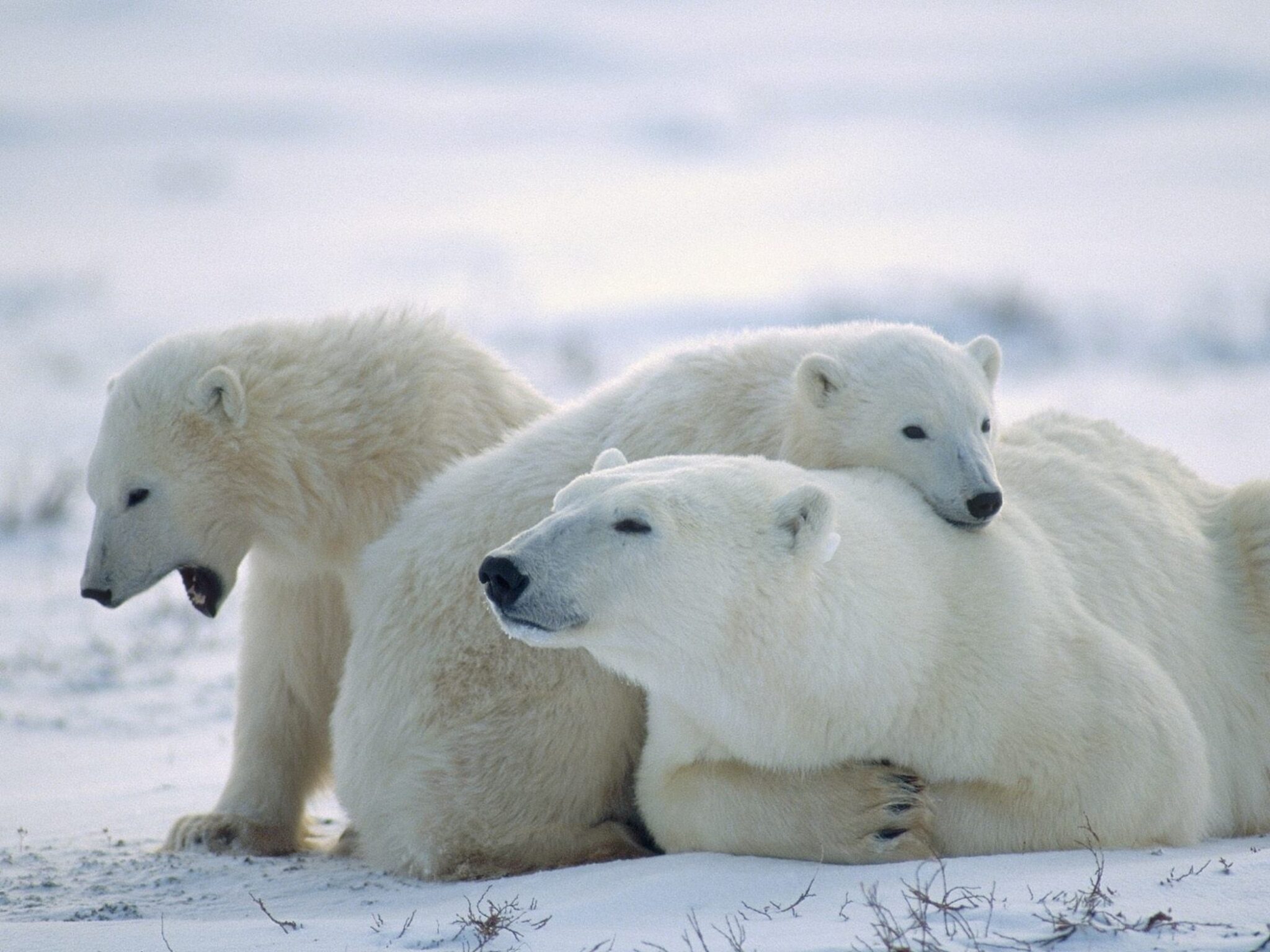 Cute Polar Bears Wallpaper - Free Bears Downloads