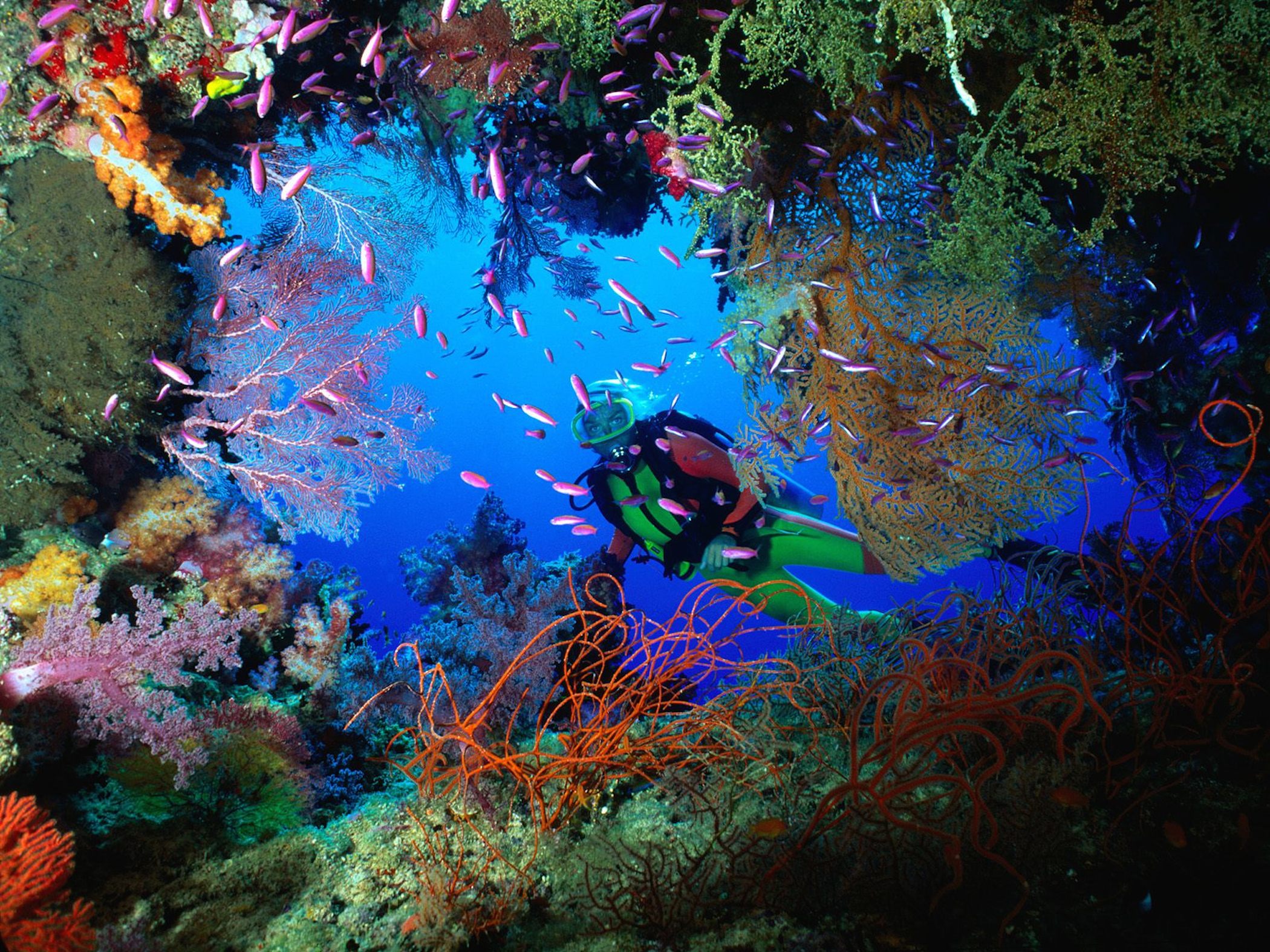 Soft Coral Fiji Dive Wallpaper - Free Dive Downloads