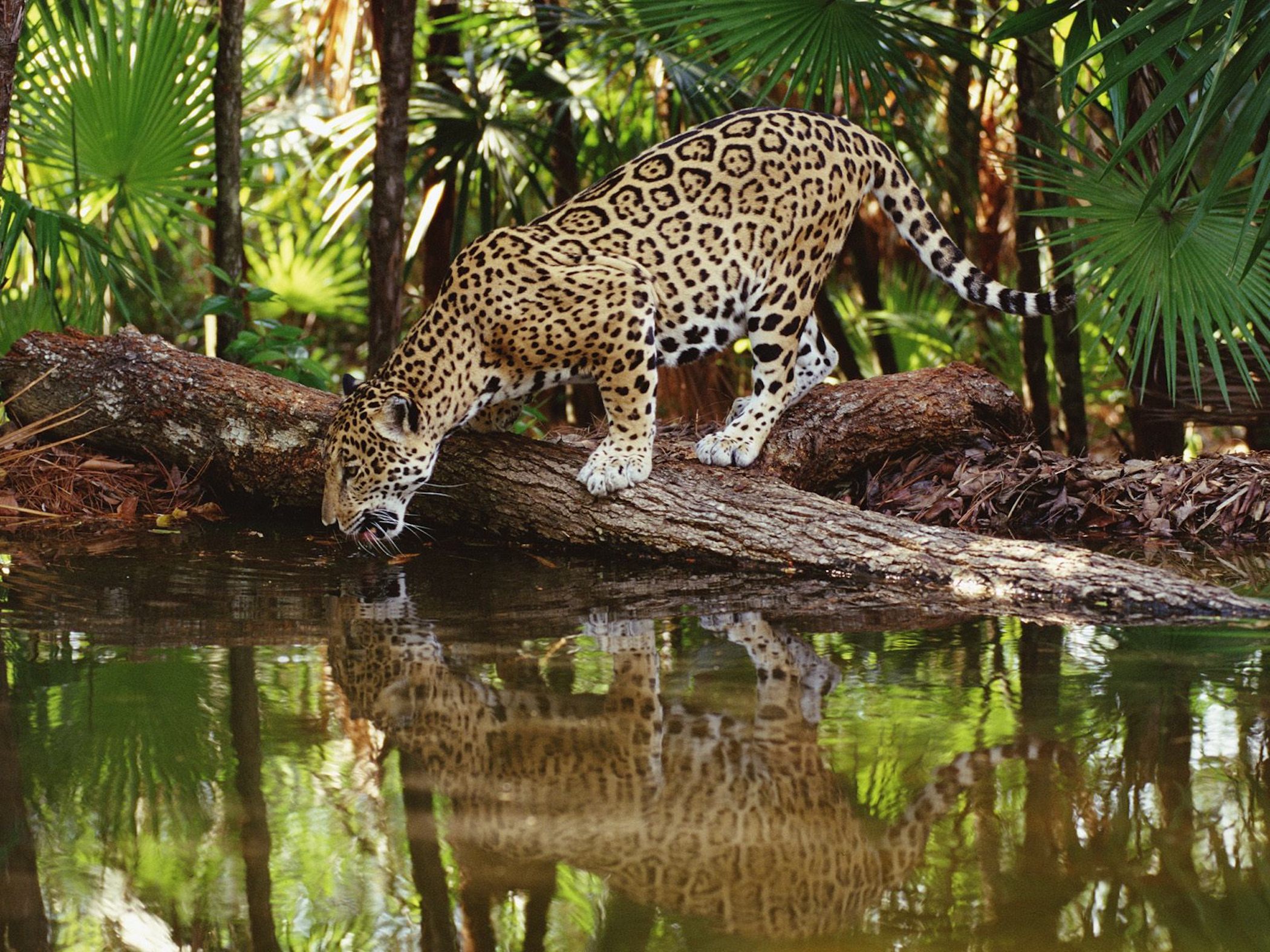 Thirsty Jaguar Wallpaper | Free HD Animal Downloads