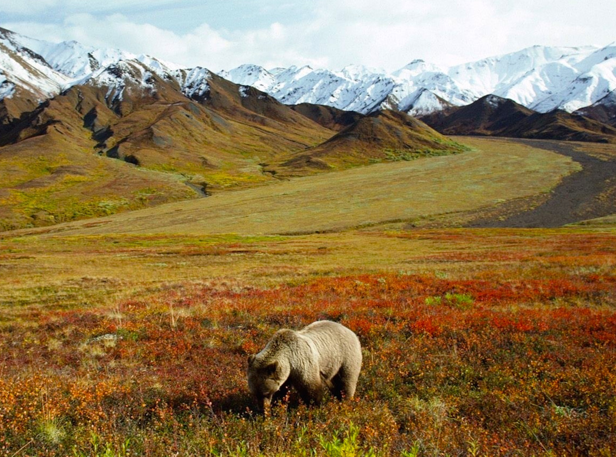 Grizzly Bear Foraging Alaska Wallpaper | Free Downloads