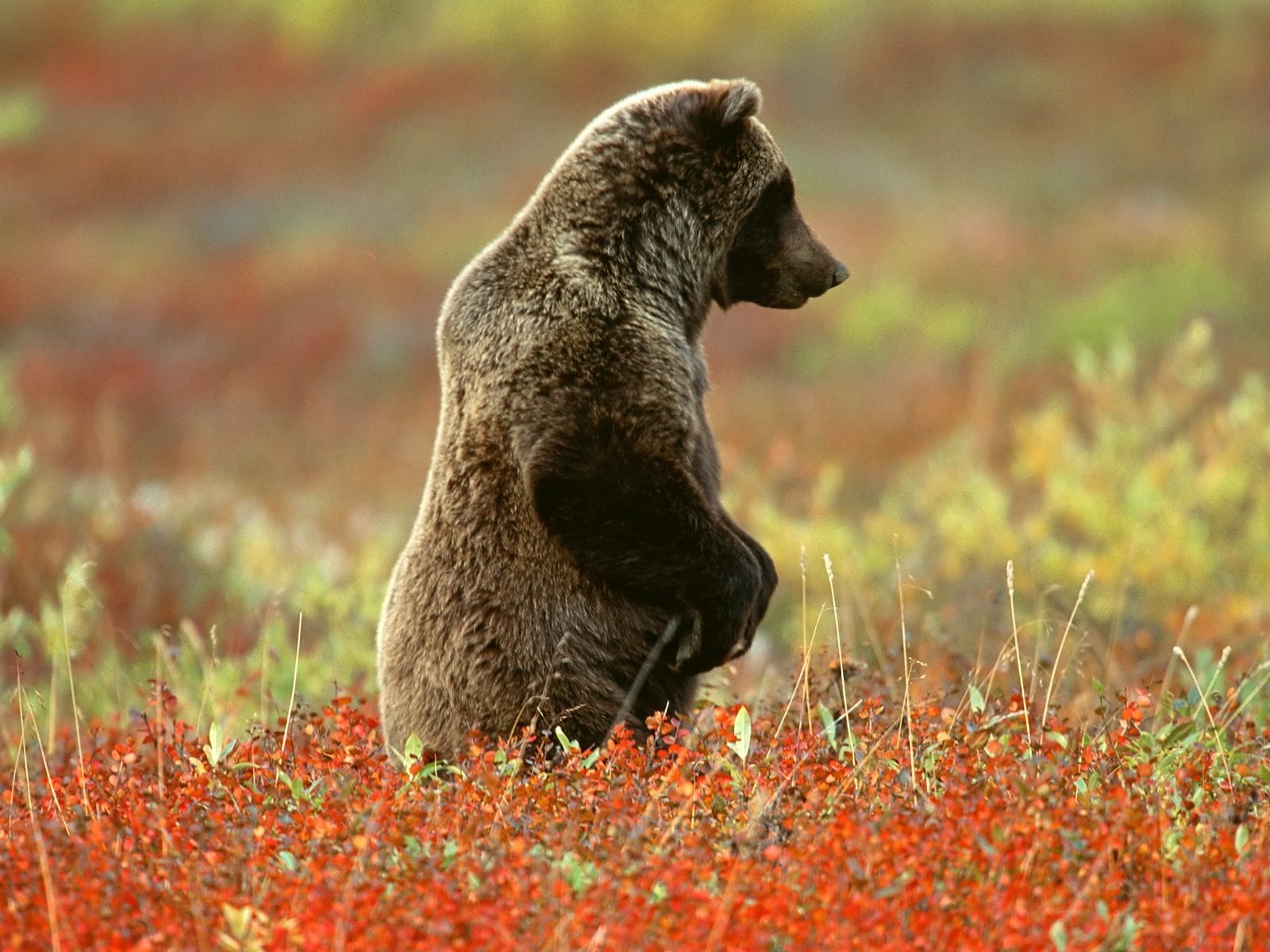 grizzly-bear-denali-national-park-alaska-wallpapergeeks