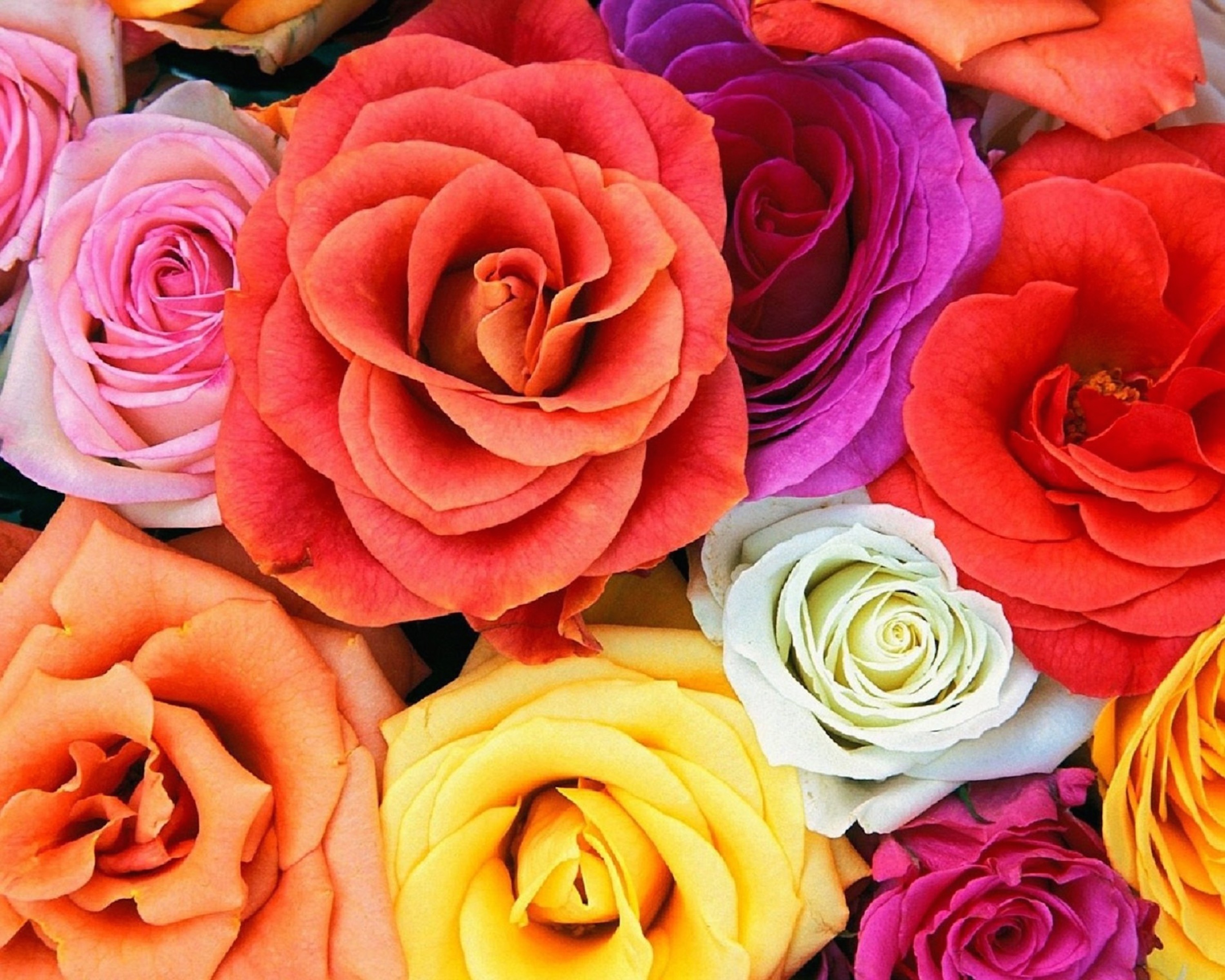 Фото в цвете. Яркие розы. Цвета роз. Разноцветные цветы. Розы разного цвета.
