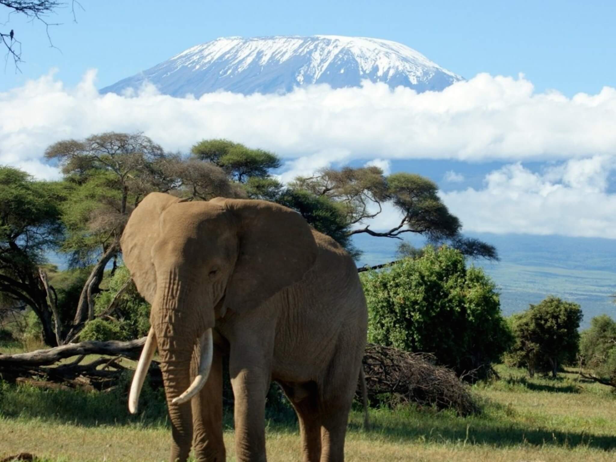 Килиманджаро Африка