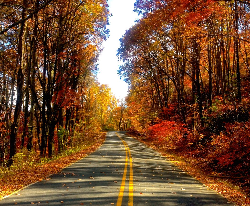 Autumn Road HD Wallpaper | Free Autumn Downloads