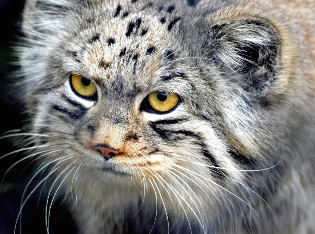 Manul Cat HD Wallpaper | Free Pallas's Cat Image