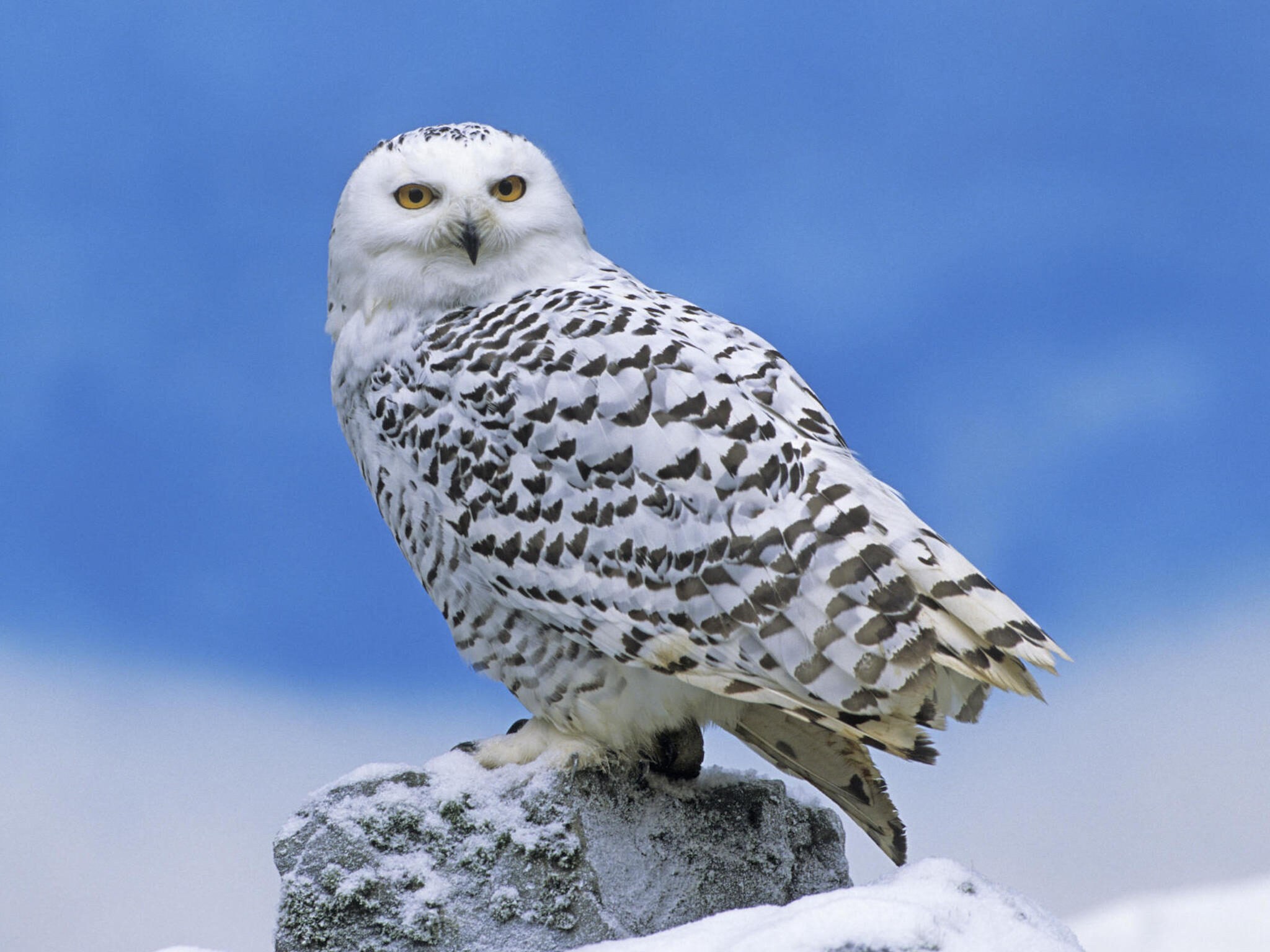 Snowy Owl Perched Wallpaper | Free HD Owl Downloads