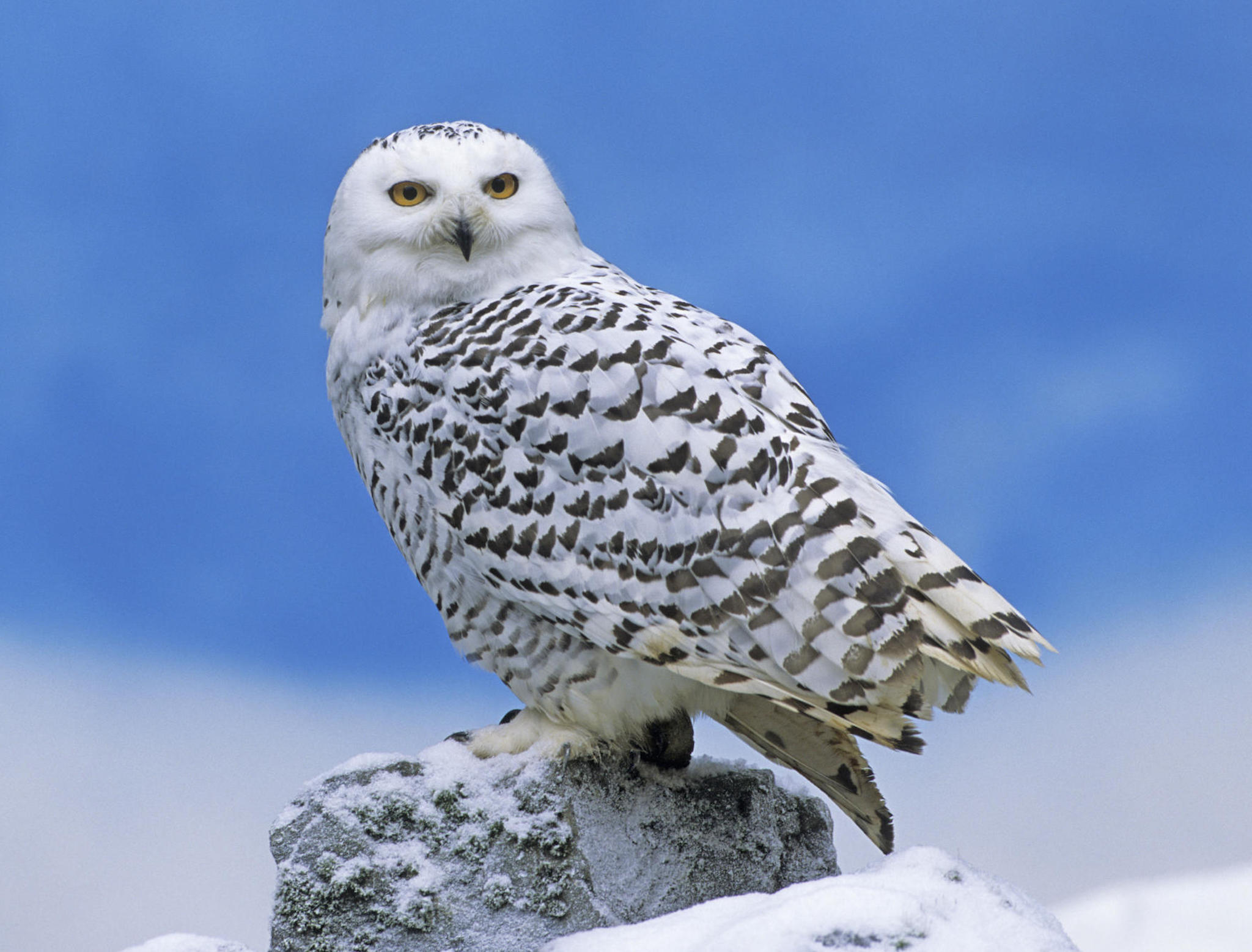 Snowy Owl Perched Wallpaper | Free HD Owl Downloads