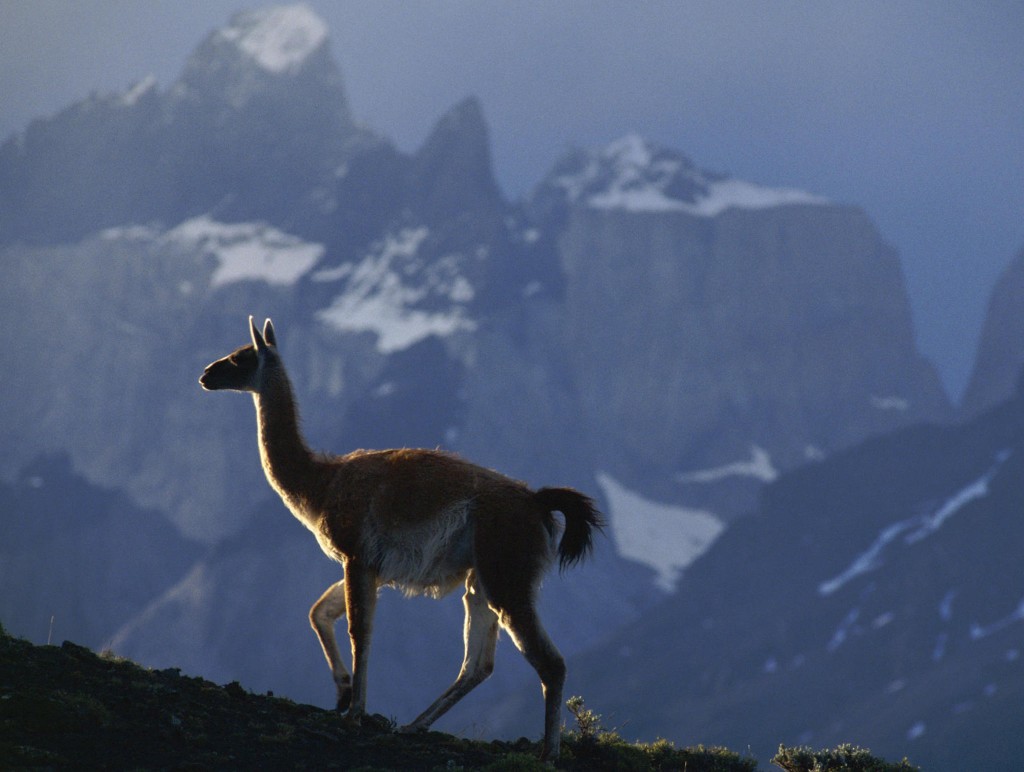  South  American  Llama  Wallpaper Free HD Llama  Download